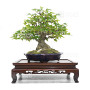 acer buergerianum ref: 25090252