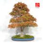 VENDU Acer buergerianum ref:12100251