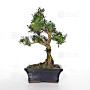 buxus harlandii ref :2