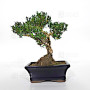 buxus harlandii ref :3