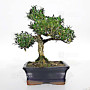 buxus harlandii ref :10