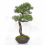 Pinus pentaphylla 16120255