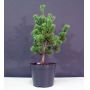 Pinus parviflora var. negishi 3 litres