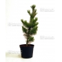 pinus pentaphylla variété "ryu ju" pot 2 litres