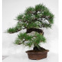Pinus thunbergii ref: 28070262