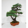 PINUS PENTAPHYLLA ref: 28070261