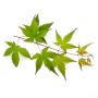 ACER PALMATUM en godet lot de 10 plants