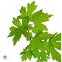 EPUISEacer campestris en godet lot de 10 plants