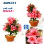 EPUISErhododendron chinzan