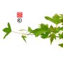 EPUISEacer buergerianum en godet lot de 10 plants