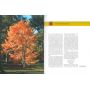 EPUISEJAPANESE MAPLES JD VERTREES
