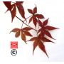 EPUISEGraines d'Acer Amoenum Nomura
