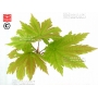 Graines d'acer japonicum itaya momiji