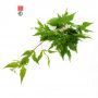 EPUISEGraines d'Acer Palmatum Maiko