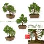 Juniperus chinensis ref 1207063VENDU