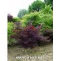 EPUISEGraines d'Acer Amoenum Margaret bee
