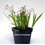EPUISE rhodohypoxis "apple blossom"