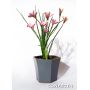 EPUISE rhodohypoxis "confecta"