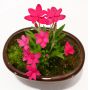 EPUISE rhodohypoxis "douglas"