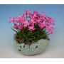 EPUISE rhodohypoxis "fred broome"