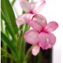 EPUISErhodohypoxis "dusky"