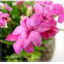rhodohypoxis "lily jean", fleurs double