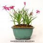 rhodohypoxis "milloides"