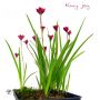 EPUISE rhodohypoxis "kiwi joy" fleurs double