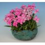 epuise rhodohypoxis "stella"