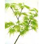 EPUISEGraines d'Acer Matsumurae Sunset