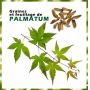 Graines d'acer palmatum