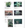 EPUISEVARIEGATED PLANT IN COLOR 2