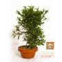 EPUISErhododendron karenko