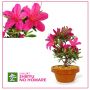 EPUISErhododendron shiryu no homare