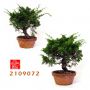 juniperus chinensis var : itoigawa ref: 2109072