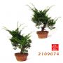 ATELIER juniperus chinensis ref: 2109074