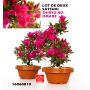 EPUISELOT DE 2 rhododendron shiryu no homare