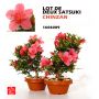 EPUISELOT DE 2 rhododendron "chinzan"
