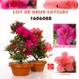 EPUISELOT DE 2 rhododendron 1 shiryu no homare 1 c