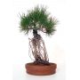pinus thunbergii ref : 0808083