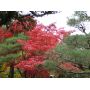 Graines d'Acer palmatum matsumurae