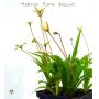 Hypoxis parvula var. albiflora 'Hebron Farm Biscui