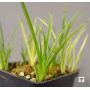 Rhodohypoxis "rokujo nishiki"