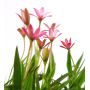 X Rhodoxis 'Hebron Farm'
