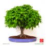 PAS BEAUZelkova  serrata ref : 260501018