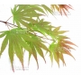 Graines d'Acer Matsumurae Inazuma