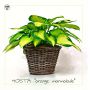 Hosta Orange marmalade