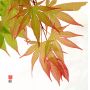 EPUISEGraines d'Acer Matsumurae Masu kagami