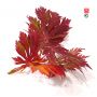 Graines d'acer japonicum aconitifolium