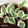 Hosta Blue ivory